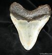 + Inch Megalodon Tooth From Hawthorn Formation #1031-2